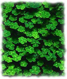 Leprechaun's clover.